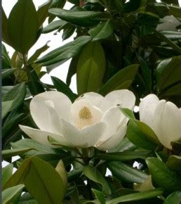 广玉兰英文|广玉兰,Magnolia grandiflora,音标,读音,翻译,英文例句,英语词典